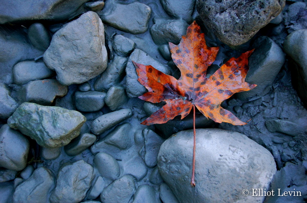 River Leaf